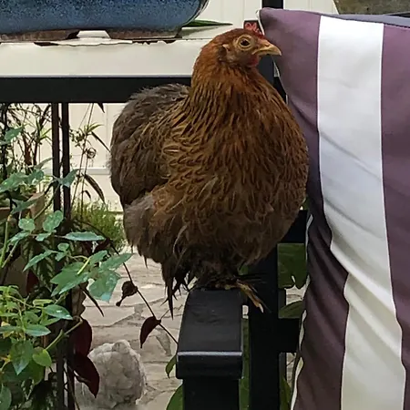 La Thibautiere לינה וארוחת בוקר