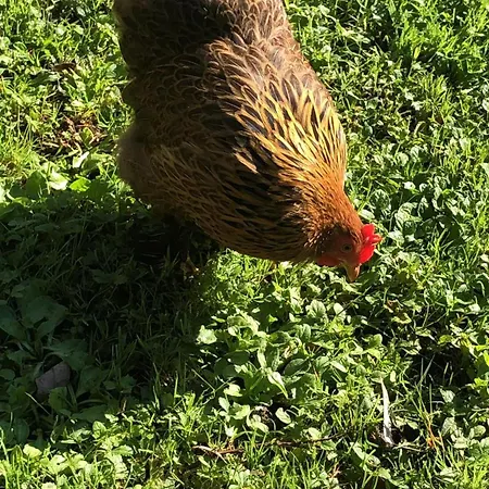 La Thibautiere Bed & Breakfast