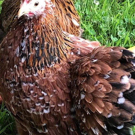 La Thibautiere Bed & Breakfast Blaison