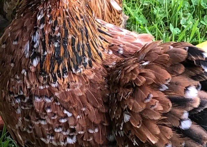 La Thibautiere B&B Blaison